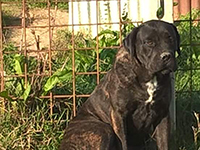 cane corso rustic